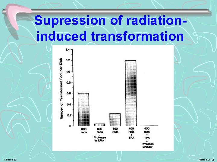 Supression of radiationinduced transformation Lecture 26 Ahmed Group 