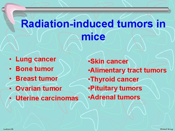 Radiation-induced tumors in mice • • • Lecture 26 Lung cancer Bone tumor Breast