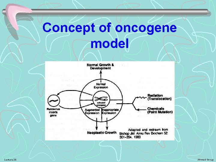 Concept of oncogene model Lecture 26 Ahmed Group 