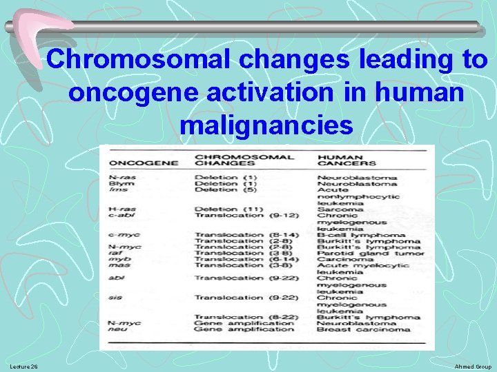 Chromosomal changes leading to oncogene activation in human malignancies Lecture 26 Ahmed Group 