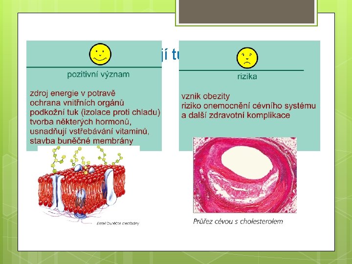 Jaký význam mají tuky pro živé organizmy? 