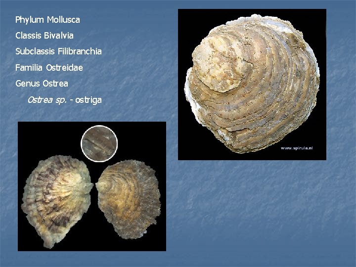 Filibranchia Makroskopski preparati Bivalvia i Gastropoda Phylum Mollusca Classis