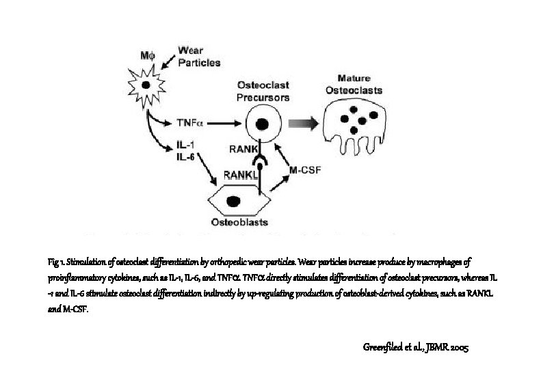 Fig 1. Stimulation of osteoclast differentiation by orthopedic wear particles. Wear particles increase produce