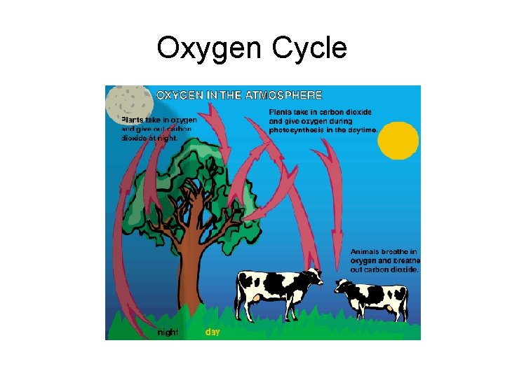 Oxygen Cycle 