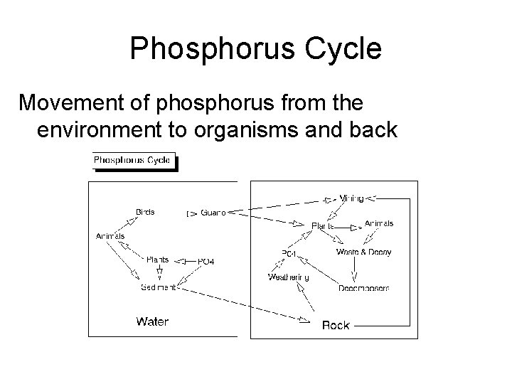 Phosphorus Cycle Movement of phosphorus from the environment to organisms and back 