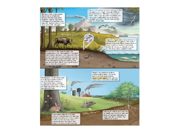 Nitrogen & Carbon Cycle 