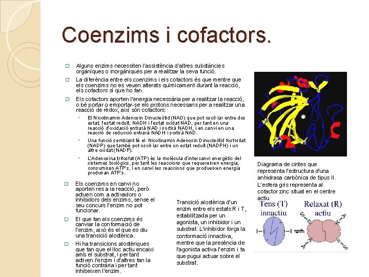 Coenzims i cofactors. � Alguns enzims necessiten l’assistència d’altres substàncies orgàniques o inorgàniques per