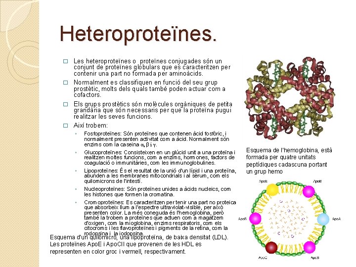 Heteroproteïnes. Les heteroproteïnes o proteïnes conjugades són un conjunt de proteïnes globulars que es