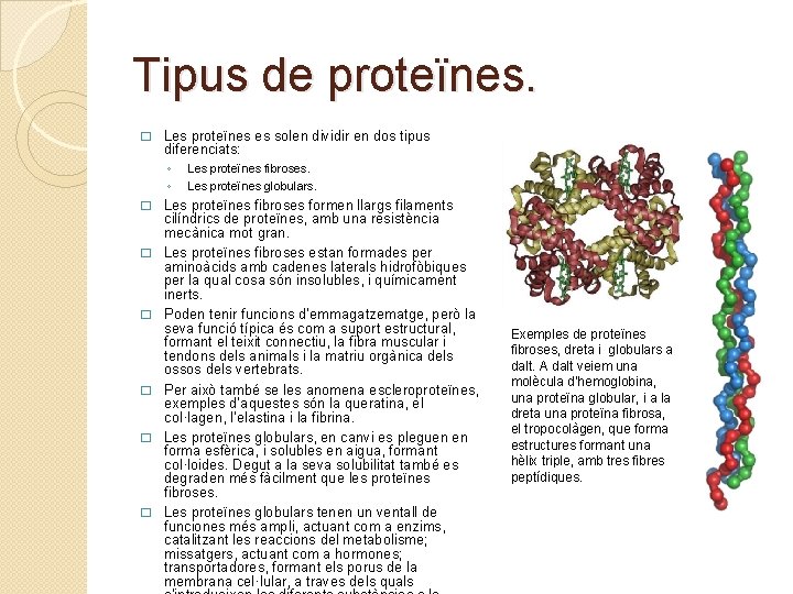 Tipus de proteïnes. � Les proteïnes es solen dividir en dos tipus diferenciats: ◦