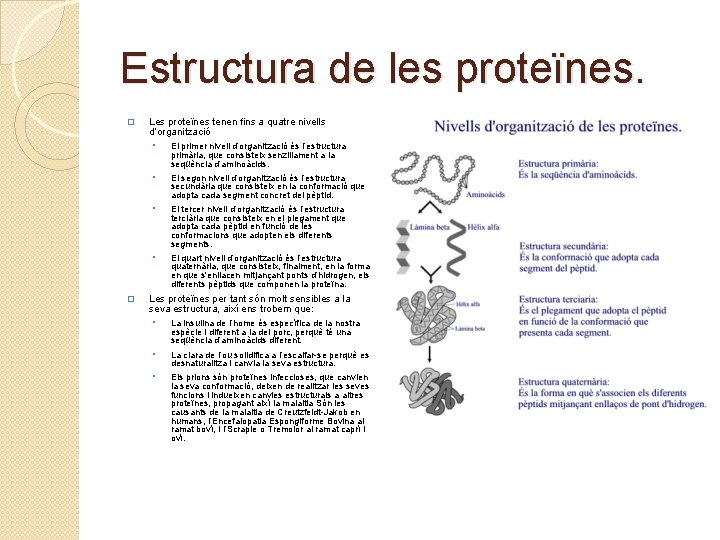 Estructura de les proteïnes. � � Les proteïnes tenen fins a quatre nivells d’organització