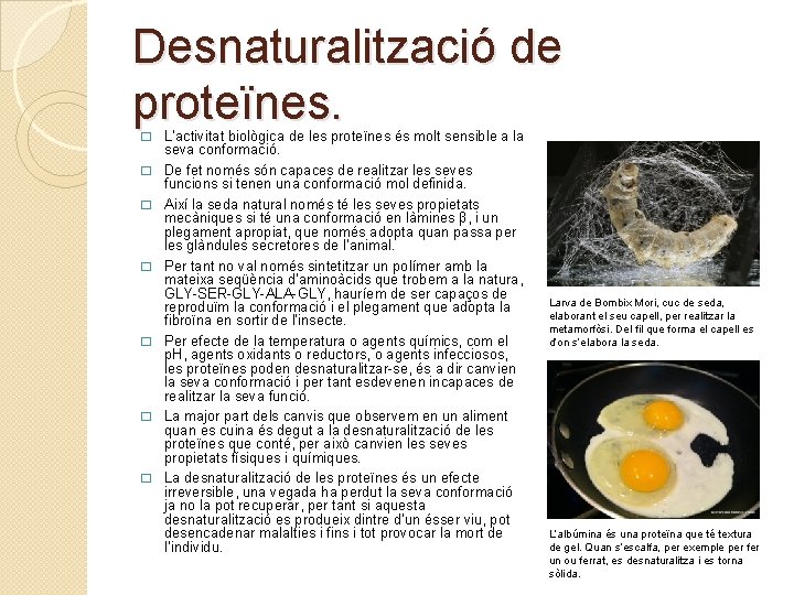 Desnaturalització de proteïnes. � � � � L’activitat biològica de les proteïnes és molt