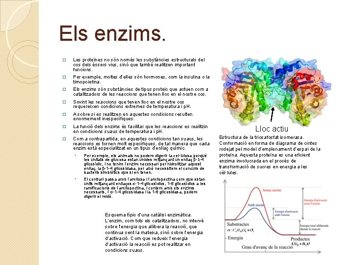 Els enzims. � Les proteïnes no són només les substàncies estructurals del cos dels