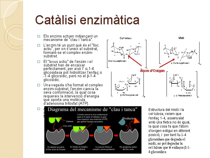 Catàlisi enzimàtica � � � Els enzims actuen mitjançant un mecanisme de “clau i