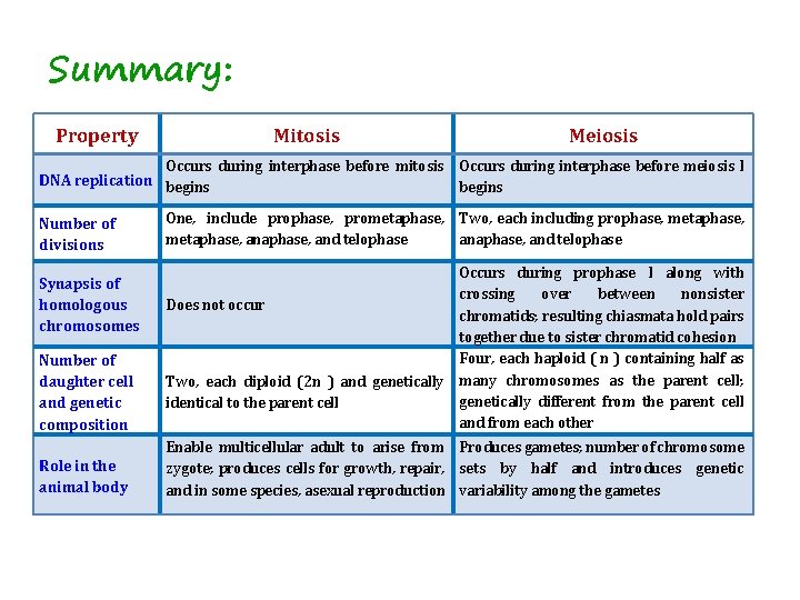Summary: Property Mitosis Meiosis Occurs during interphase before mitosis Occurs during interphase before meiosis