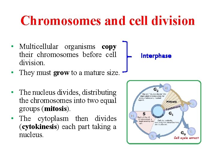 Chromosomes and cell division • Multicellular organisms copy their chromosomes before cell division. •