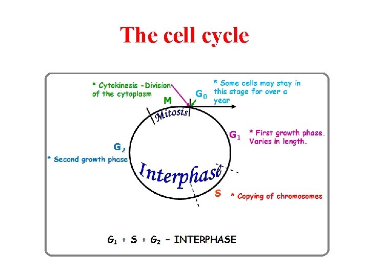 The cell cycle 