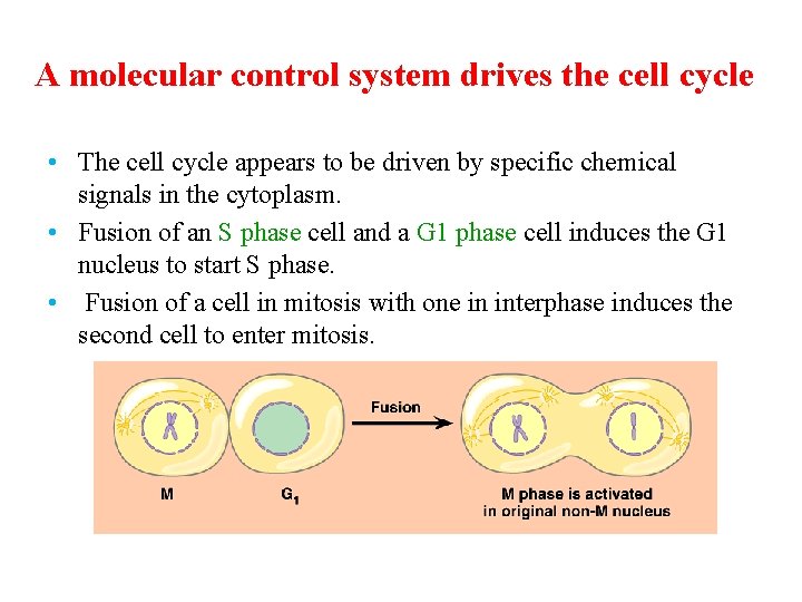 A molecular control system drives the cell cycle • The cell cycle appears to