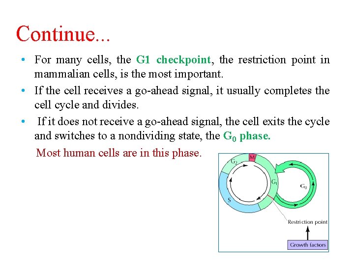 Continue. . . • For many cells, the G 1 checkpoint, the restriction point