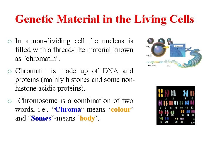 Genetic Material in the Living Cells o In a non-dividing cell the nucleus is