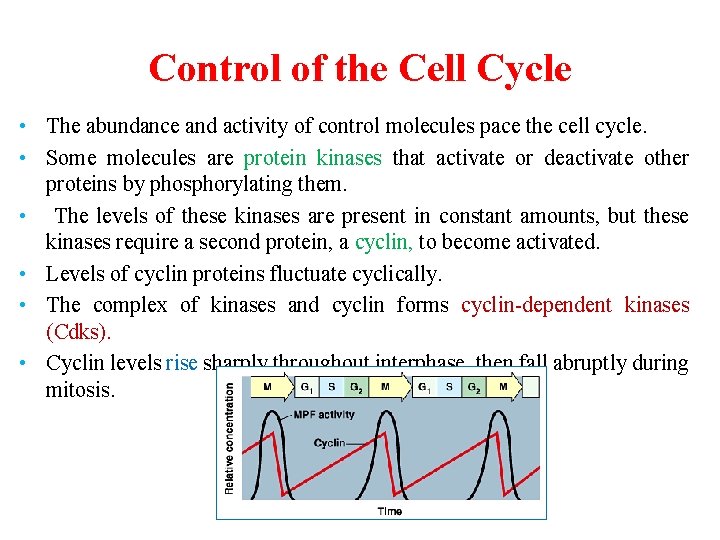 Control of the Cell Cycle • The abundance and activity of control molecules pace