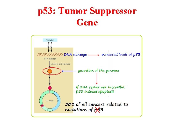 p 53: Tumor Suppressor Gene 