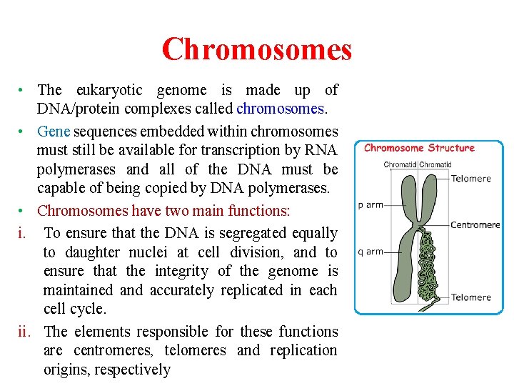 Chromosomes • The eukaryotic genome is made up of DNA/protein complexes called chromosomes. •