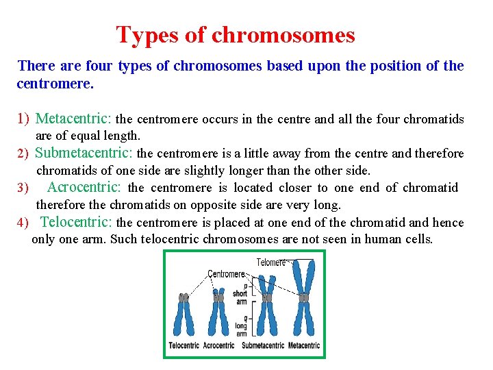 Types of chromosomes There are four types of chromosomes based upon the position of