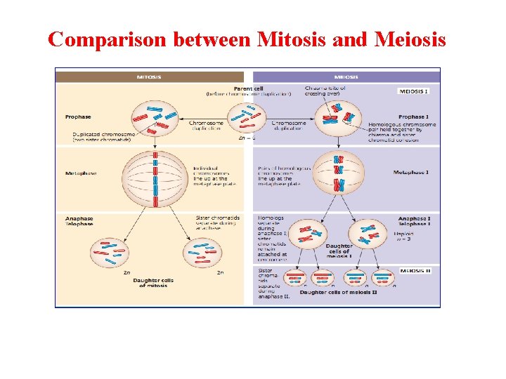 Comparison between Mitosis and Meiosis 
