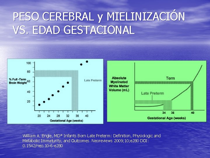 PESO CEREBRAL y MIELINIZACIÓN VS. EDAD GESTACIONAL William A. Engle, MD* Infants Born Late
