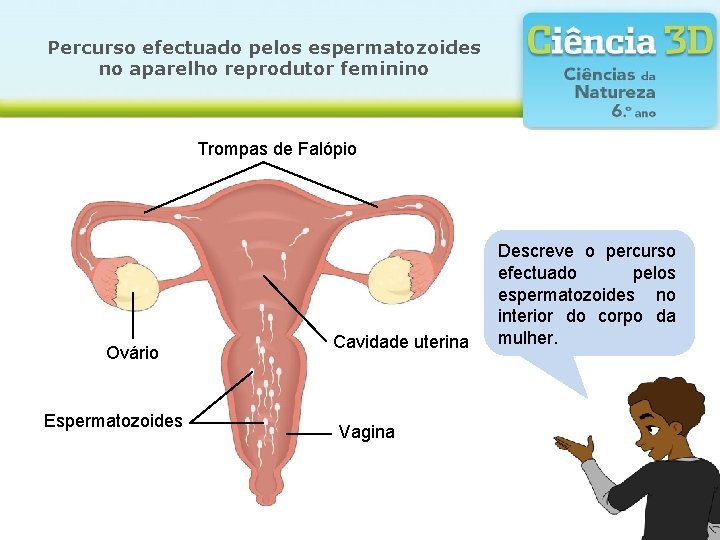 Percurso efectuado pelos espermatozoides no aparelho reprodutor feminino Trompas de Falópio Ovário Espermatozoides Cavidade Percurso efectuado pelos espermatozoides no aparelho reprodutor feminino Trompas de Falópio Ovário Espermatozoides Cavidade