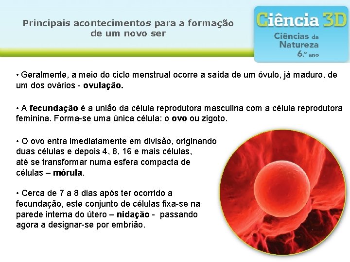 Principais acontecimentos para a formação de um novo ser • Geralmente, a meio do Principais acontecimentos para a formação de um novo ser • Geralmente, a meio do