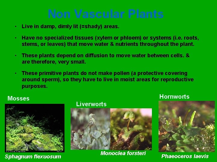 Non Vascular Plants • Live in damp, dimly lit (=shady) areas. • Have no