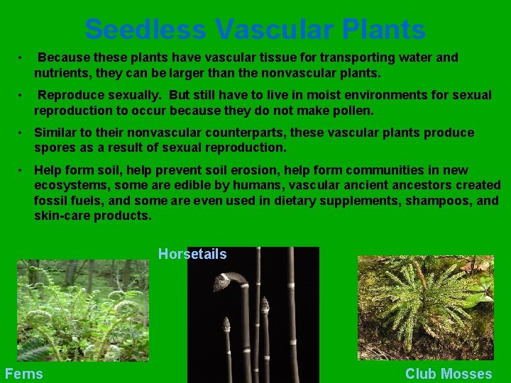 Seedless Vascular Plants • Because these plants have vascular tissue for transporting water and