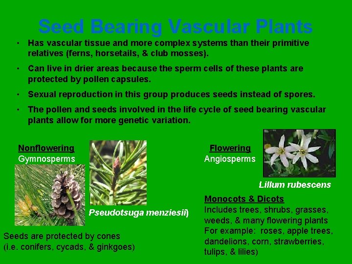 Seed Bearing Vascular Plants • Has vascular tissue and more complex systems than their