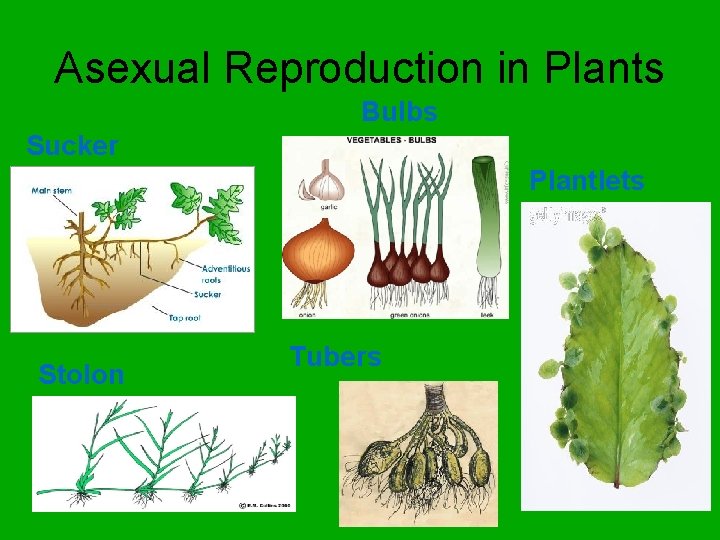 Asexual Reproduction in Plants Bulbs Sucker Plantlets Stolon Tubers 