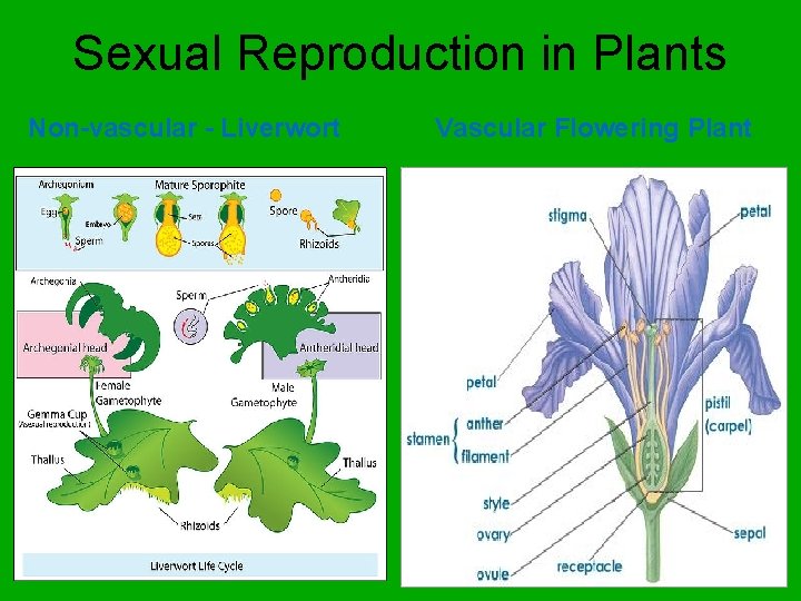 Sexual Reproduction in Plants Non-vascular - Liverwort Vascular Flowering Plant 