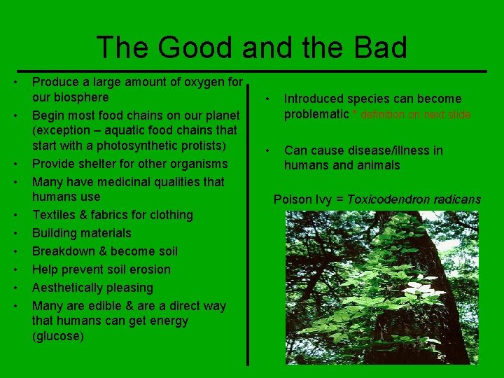 The Good and the Bad • • • Produce a large amount of oxygen