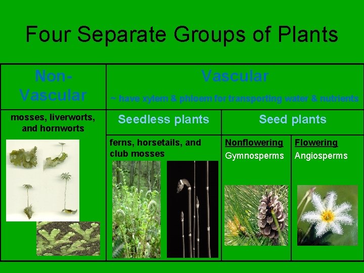 Four Separate Groups of Plants Non. Vascular mosses, liverworts, and hornworts Vascular ~ have