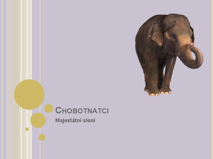 CHOBOTNATCI Majestátní sloni 