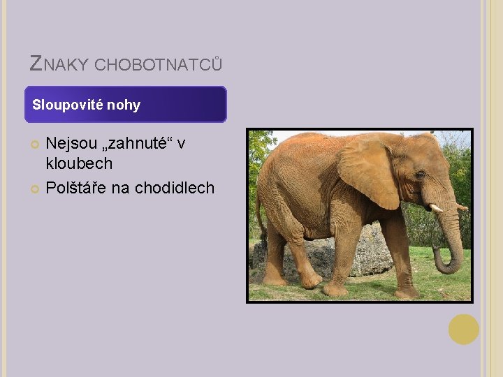 ZNAKY CHOBOTNATCŮ Sloupovité nohy Nejsou „zahnuté“ v kloubech Polštáře na chodidlech 