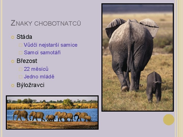 ZNAKY CHOBOTNATCŮ Stáda � Vůdčí nejstarší samice � Samci samotáři Březost � 22 měsíců