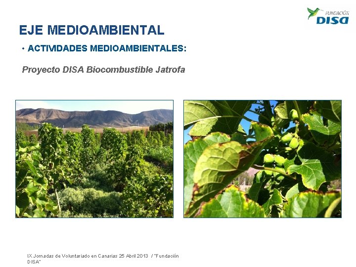EJE MEDIOAMBIENTAL • ACTIVIDADES MEDIOAMBIENTALES: Proyecto DISA Biocombustible Jatrofa IX Jornadas de Voluntariado en