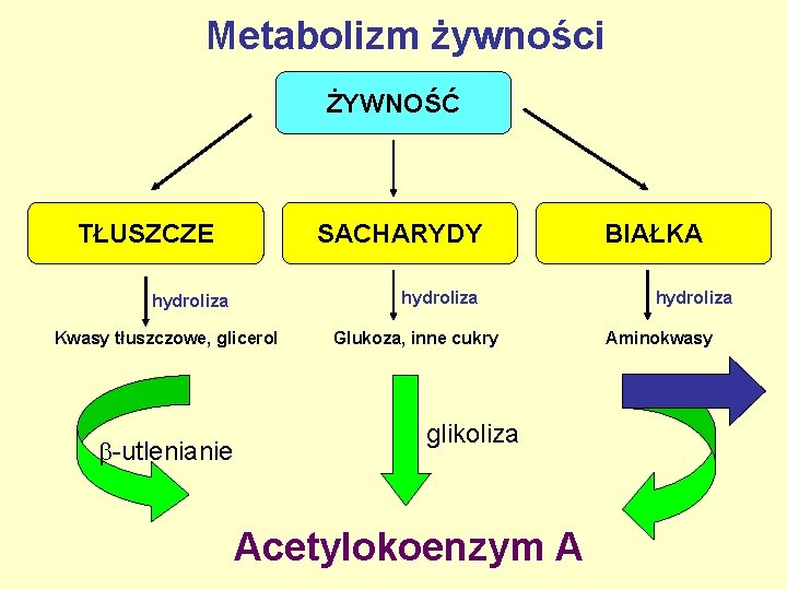 Metabolizm żywności ŻYWNOŚĆ TŁUSZCZE SACHARYDY hydroliza Kwasy tłuszczowe, glicerol -utlenianie Glukoza, inne cukry glikoliza