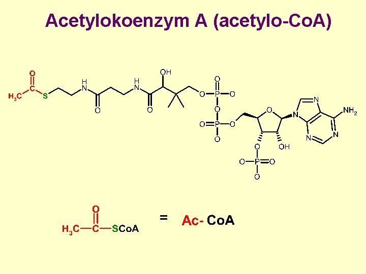 Acetylokoenzym A (acetylo-Co. A) 