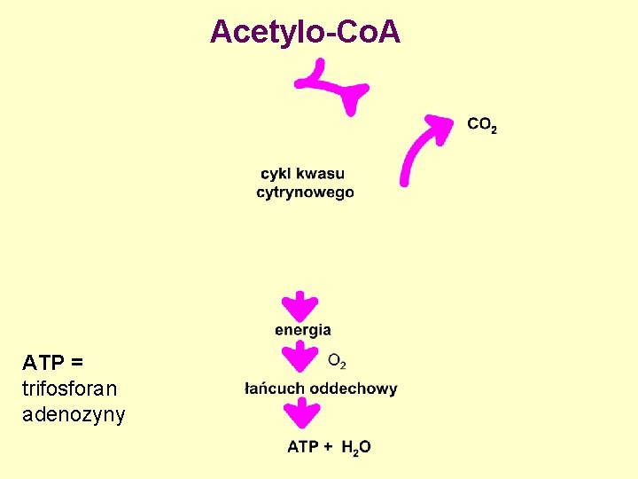 Acetylo-Co. A ATP = trifosforan adenozyny 