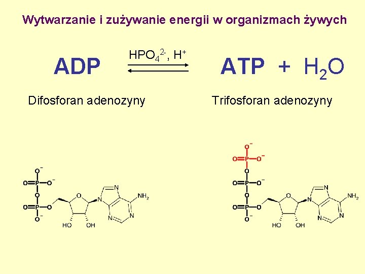 Wytwarzanie i zużywanie energii w organizmach żywych ADP HPO 42 -, H+ Difosforan adenozyny