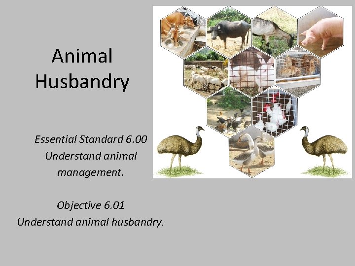 Animal Husbandry Essential Standard 6. 00 Understand animal management. Objective 6. 01 Understand animal