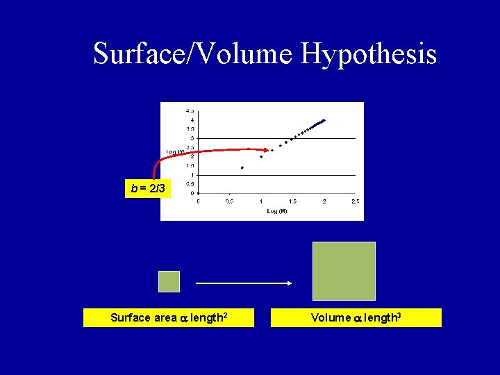 Surface/Volume Hypothesis b = 2/3 Surface area length 2 Volume length 3 Surface/Volume Hypothesis b = 2/3 Surface area length 2 Volume length 3