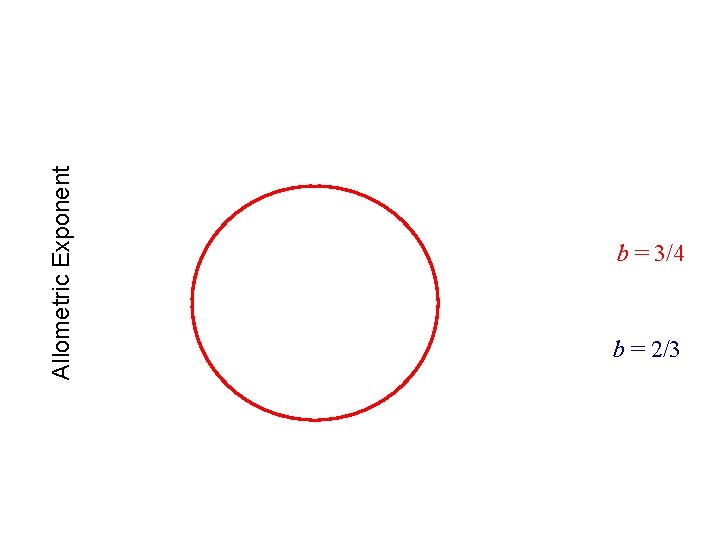 Allometric Exponent b = 3/4 b = 2/3 Allometric Exponent b = 3/4 b = 2/3