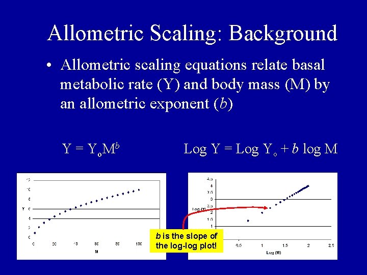Allometric Scaling: Background • Allometric scaling equations relate basal metabolic rate (Y) and body Allometric Scaling: Background • Allometric scaling equations relate basal metabolic rate (Y) and body